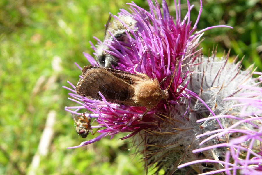 Noctuidae: chiedo una conferma...